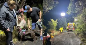 Wilma, la Labrador caduta in un terrapieno di 40 metri è viva grazie a persone speciali