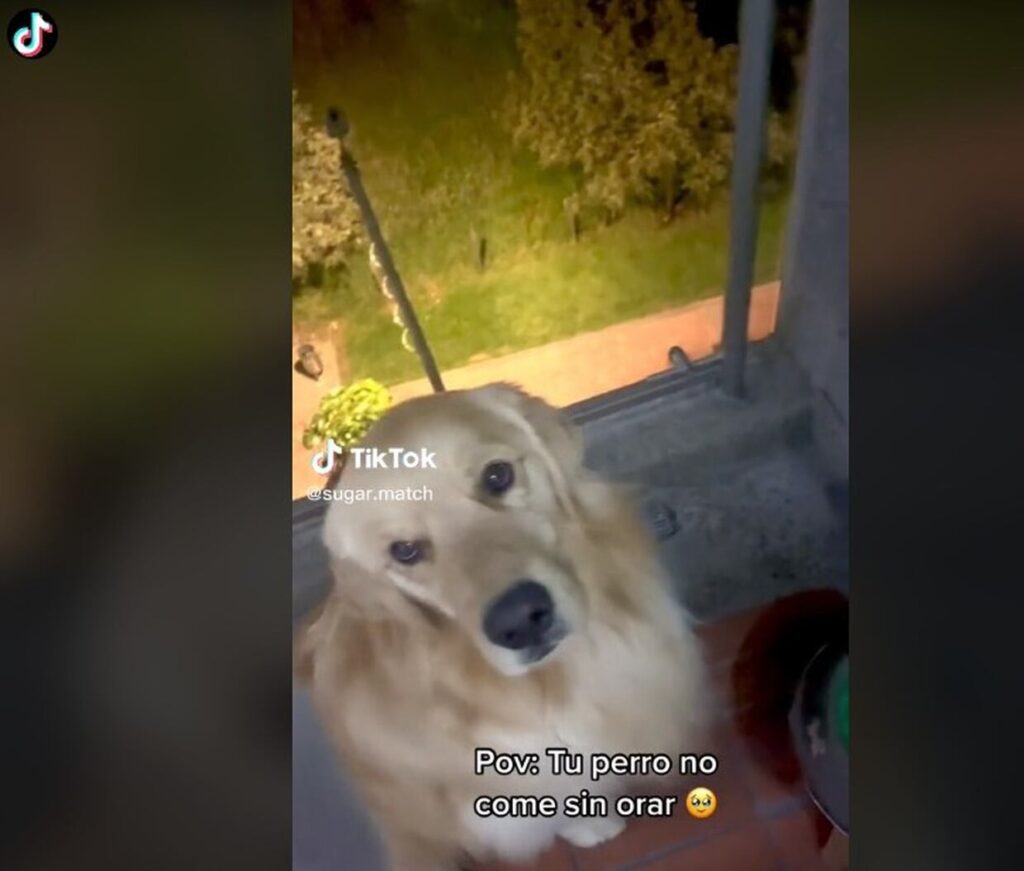 cagnolino non mangia se prima non ha fatto la sua preghierina