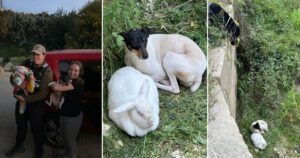 Cagnolino e coniglietta, una coppia bizzarra rimasta insieme dopo il dramma vissuto