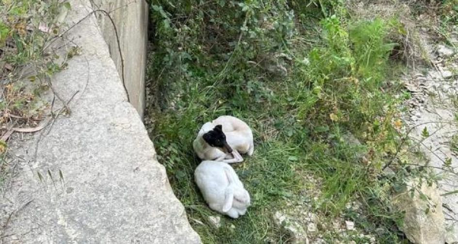 Cagnolino e coniglietta, una coppia bizzarra rimasta insieme