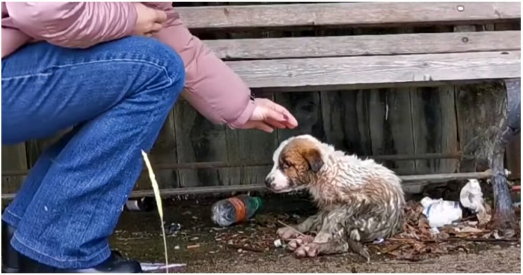 Questo cucciolo non avrebbe avuto scampo 