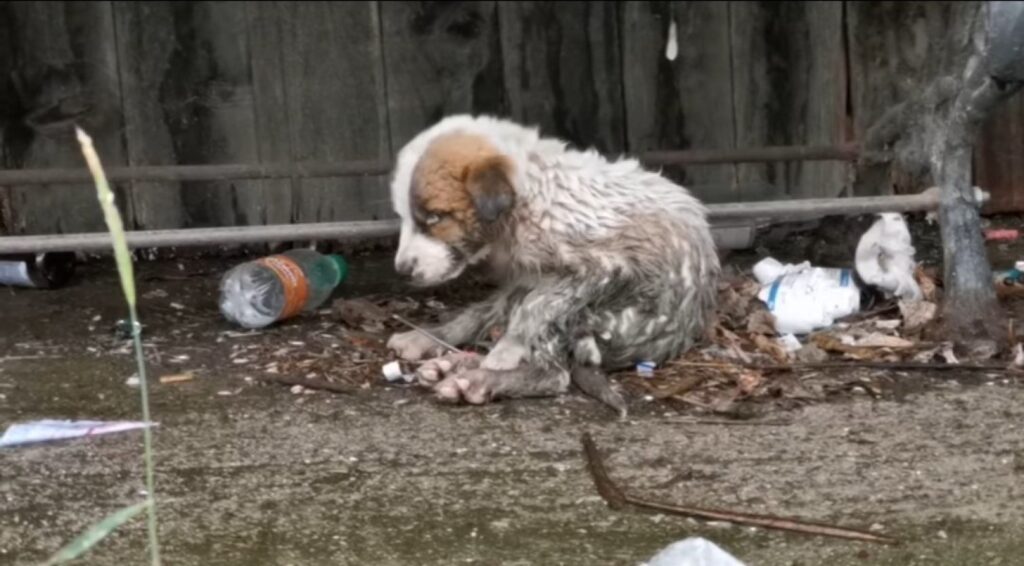 Questo cucciolo non avrebbe avuto scampo 