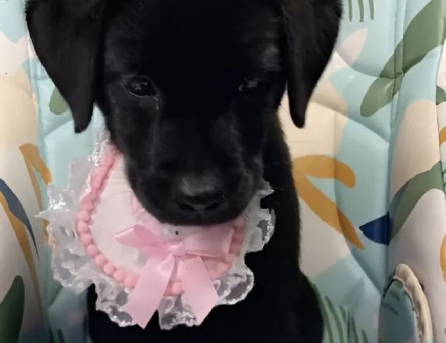 Cucciolo di Labrador mangia con le bacchette