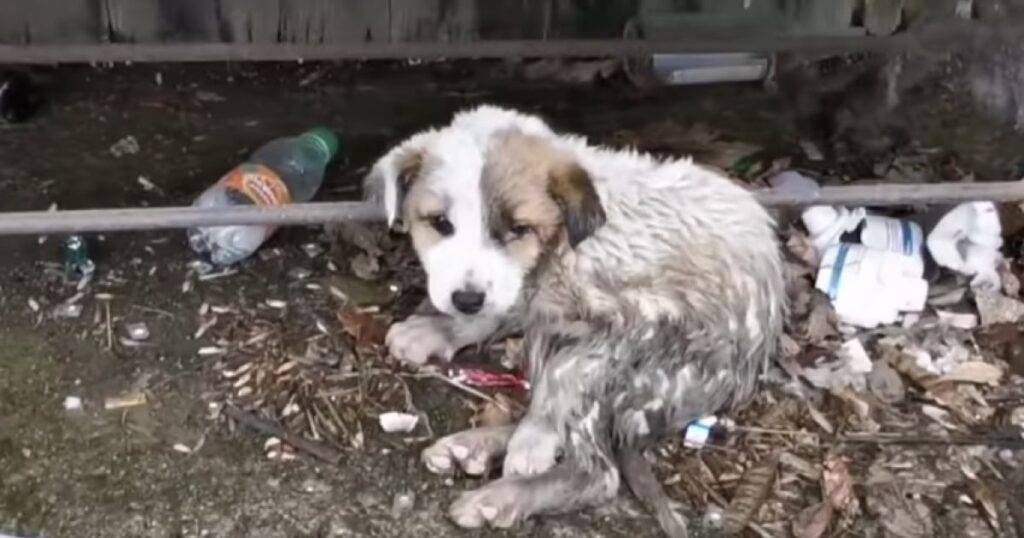 Questo cucciolo non avrebbe avuto scampo 