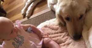 Irresistibile Golden Retriever deve “sopportare” un nuovo membro della famiglia, la sua reazione è unica (VIDEO)