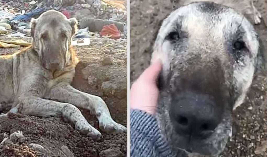 Kratos viveva in una discarica: "Questo cane non ce la farà"