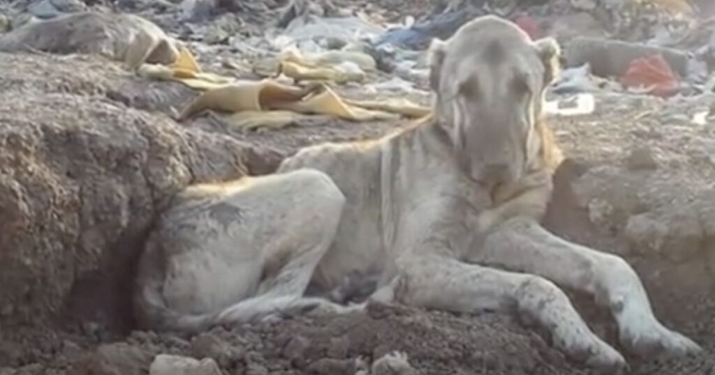 Kratos viveva in una discarica: “Questo cane non ce la farà”, poi la decisione di portarlo via (VIDEO)