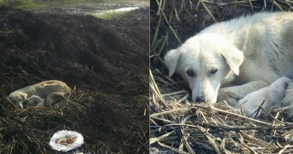 Mamma cagnolina si procura ustioni per i cuccioli