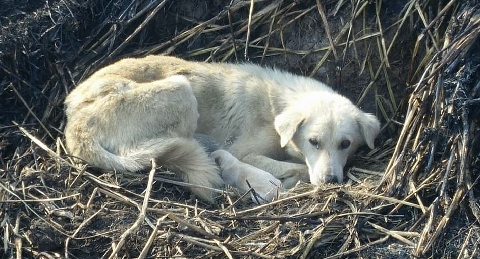 Mamma cagnolina si procura ustioni per i cuccioli