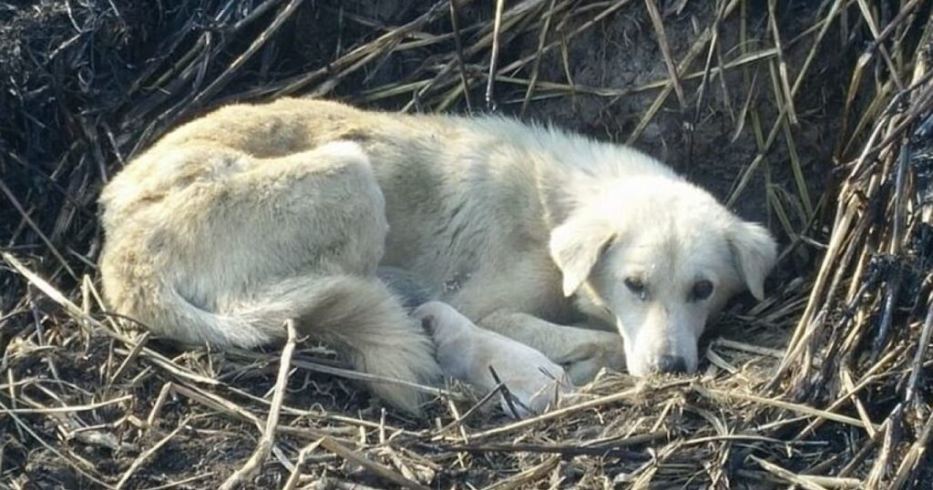 Mamma cagnolina si procura delle ustioni per proteggere i cuccioli dalle fiamme