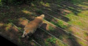 Appare in oltre mille scatti di Google Maps, Golden Retriever inseguiva la fotocamera