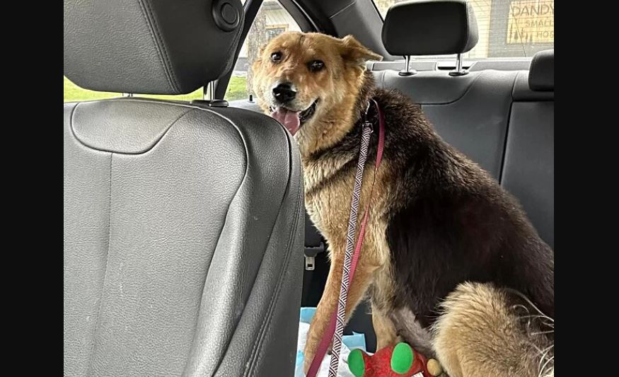 Cagnolina percorre lo stesso percorso