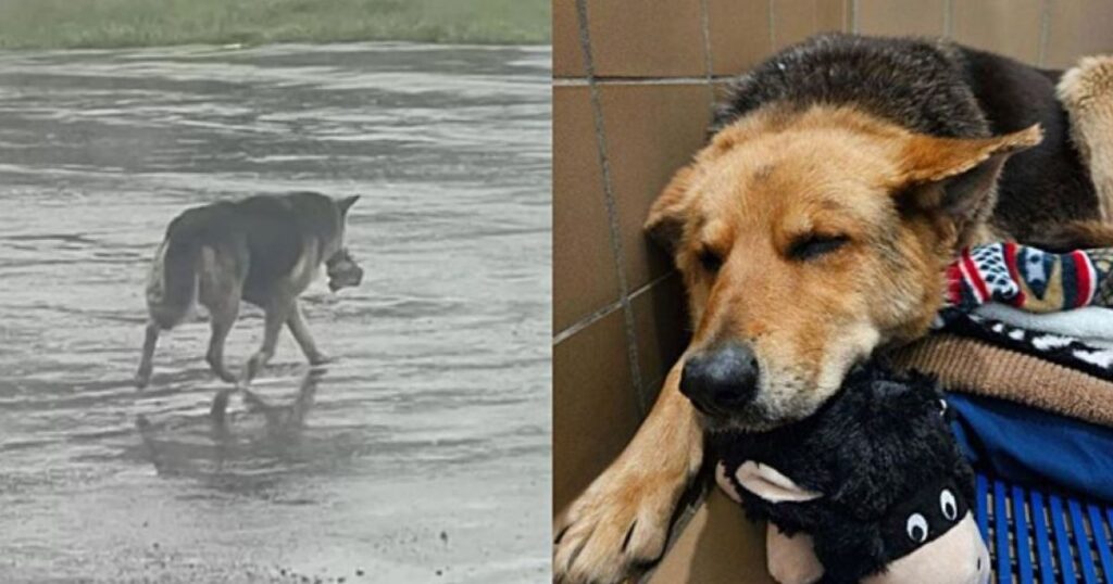 Cagnolina percorre lo stesso percorso per strada anche se il padrone se n’è andato per sempre