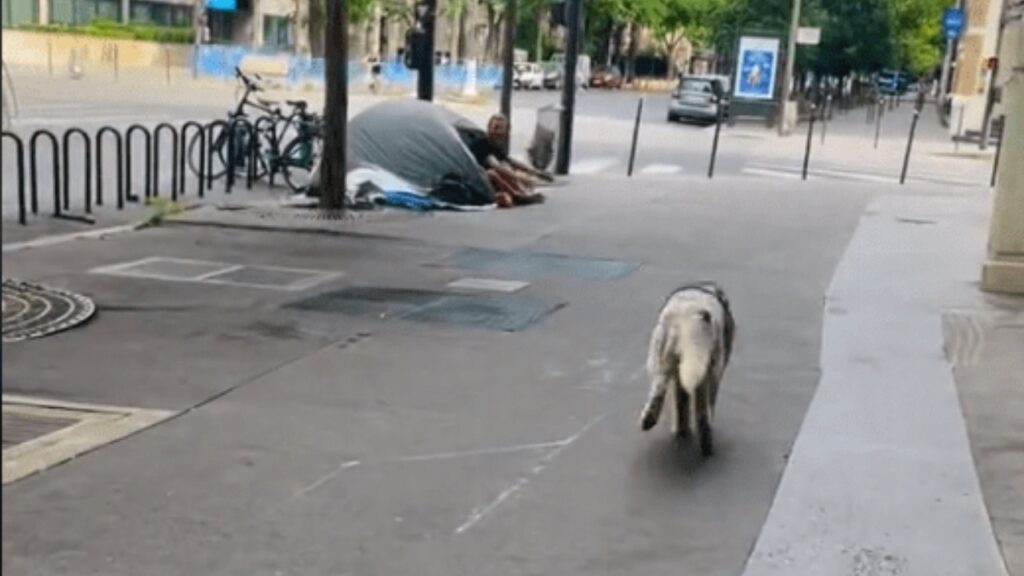 Un cagnolino può cambiare la vita