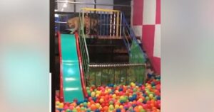 Scivola dentro una vasca gigantesca di palline colorate, il cagnolino più felice del mondo (VIDEO)