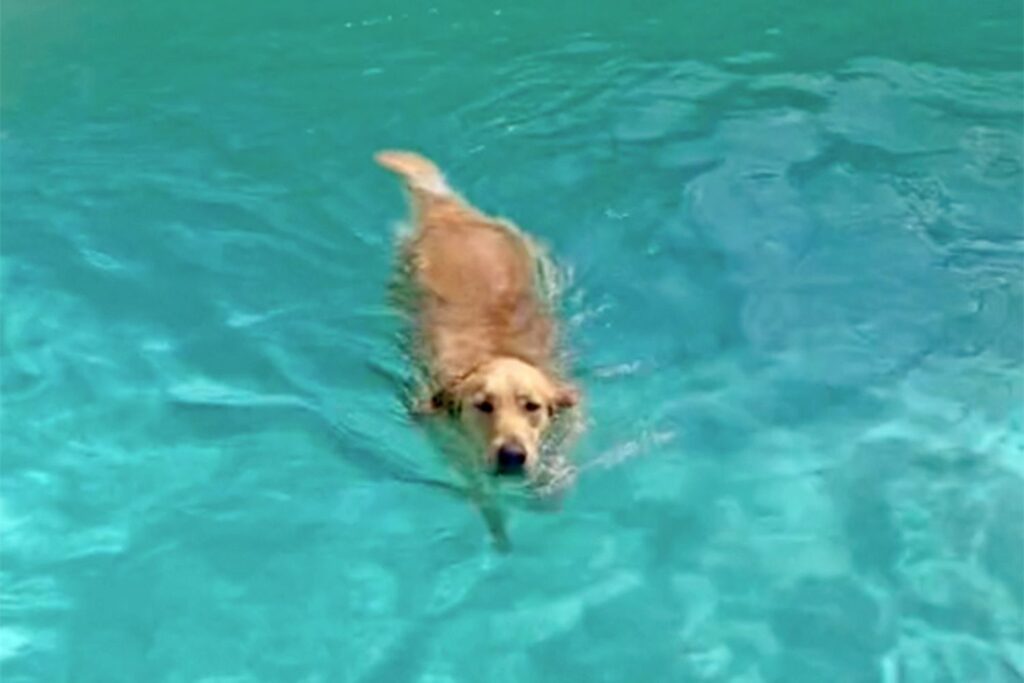 Questo cagnolino è caduto in piscina