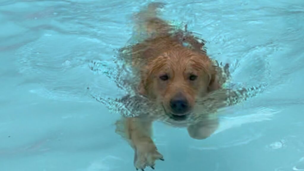 Questo cagnolino è caduto in piscina