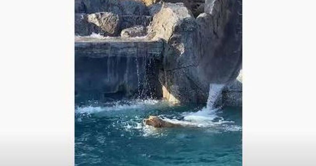 Questo cagnolino è caduto in piscina seguendo il suo padrone, lo spavento della famiglia